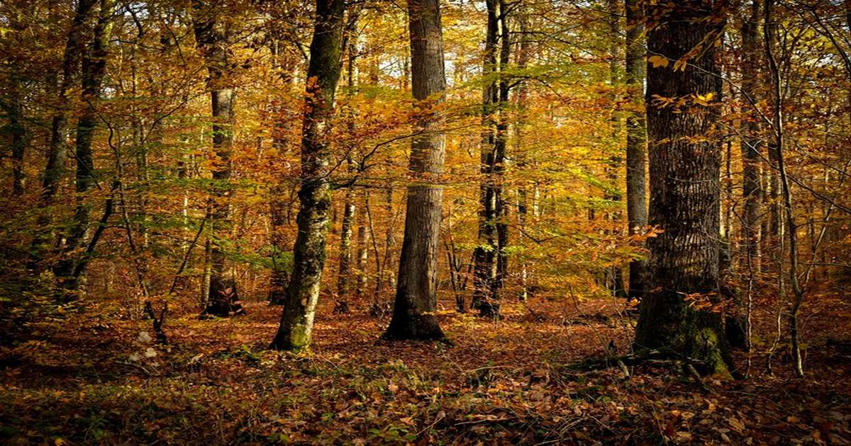 Forêt de Loches